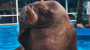 «Такой диагноз трудно поставить»: суд назвал причину смерти ярославского моржа в Московском зоопарке
