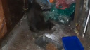 «Выбраться не могут, есть им нечего»: в Волгограде заваленная мусором квартира стала тюрьмой для бродячих кошек