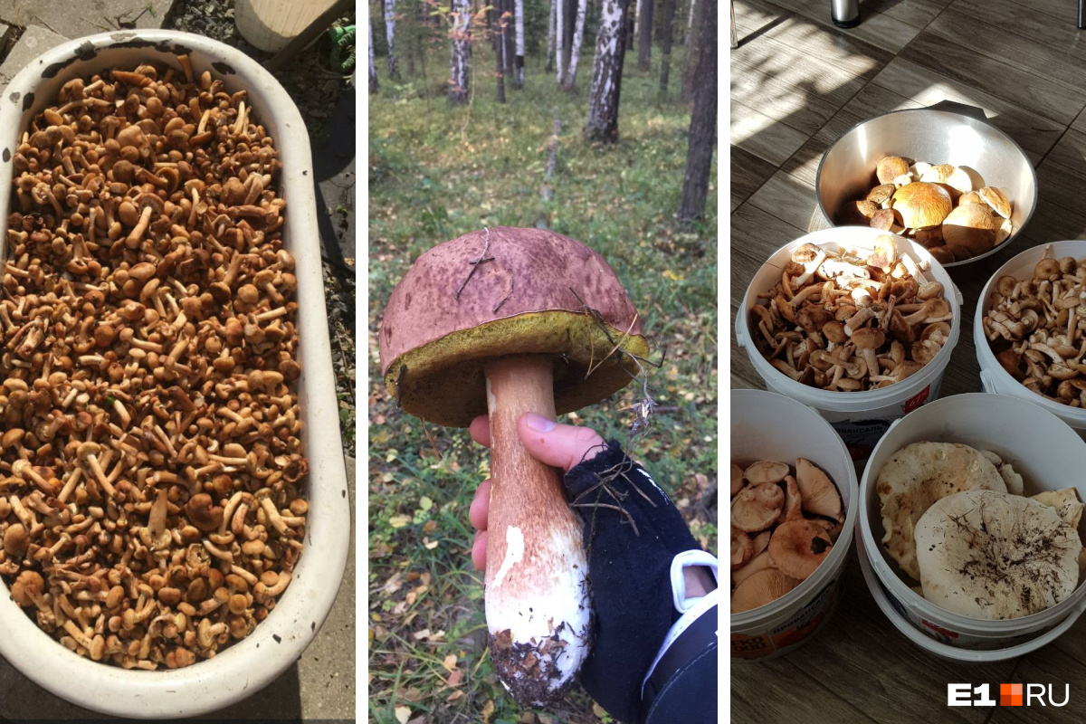 Корзины, ведра (и даже ванны!) полные грибов: уральцы показали, что насобирали в лесах
