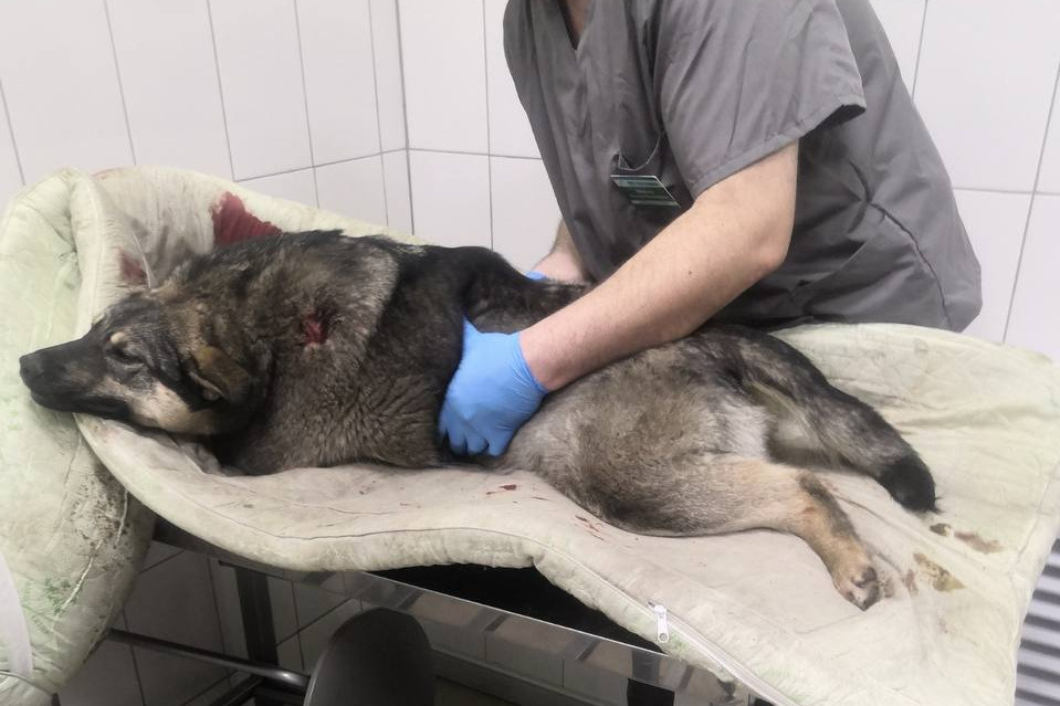 Собаку с пулевыми ранениями обнаружили рядом с объездной трассой в Чите