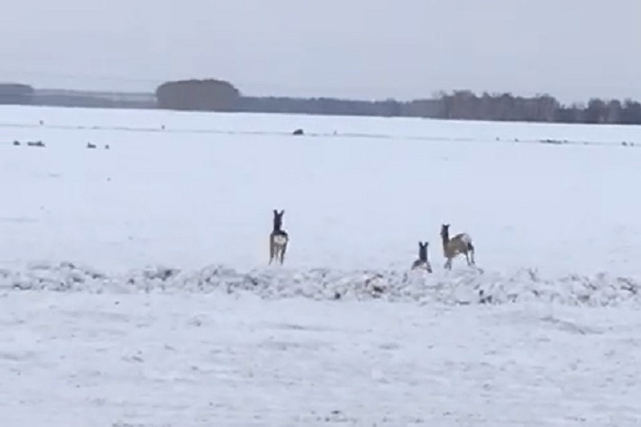 ремонт животных ветклиника. починковский конный завод нижегородской области. рудня починковский район нижегородская область. починки животное. собаки для квартиры.