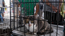 Десятки милых пушистых котиков ищут дом — в Новосибирске прошла выставка-раздача животных
