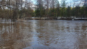 Затоплено 11 тысяч гектаров: Бузулукский бор накрыло весенним половодьем