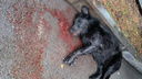 «Она умирала у меня на руках»: в Ростове живодеры отравили собаку возле детского сада — видео