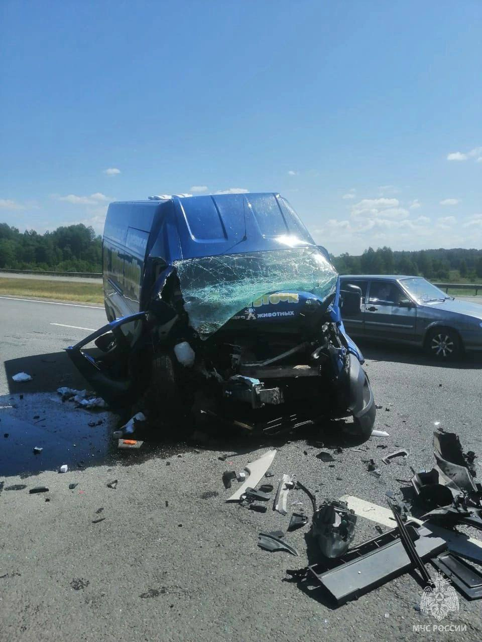 В Смоленской области в ДТП попали 11 собак, 10 кроликов и 3 кошки |  05.07.2023 | Санкт-Петербург - БезФормата