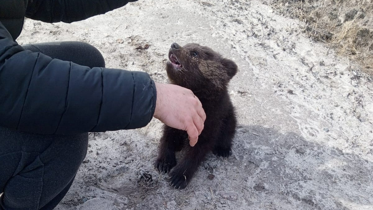 На трассе Сургут — Федоровский нашли голодных медвежат: где они сейчас и как дальше сложится их судьба