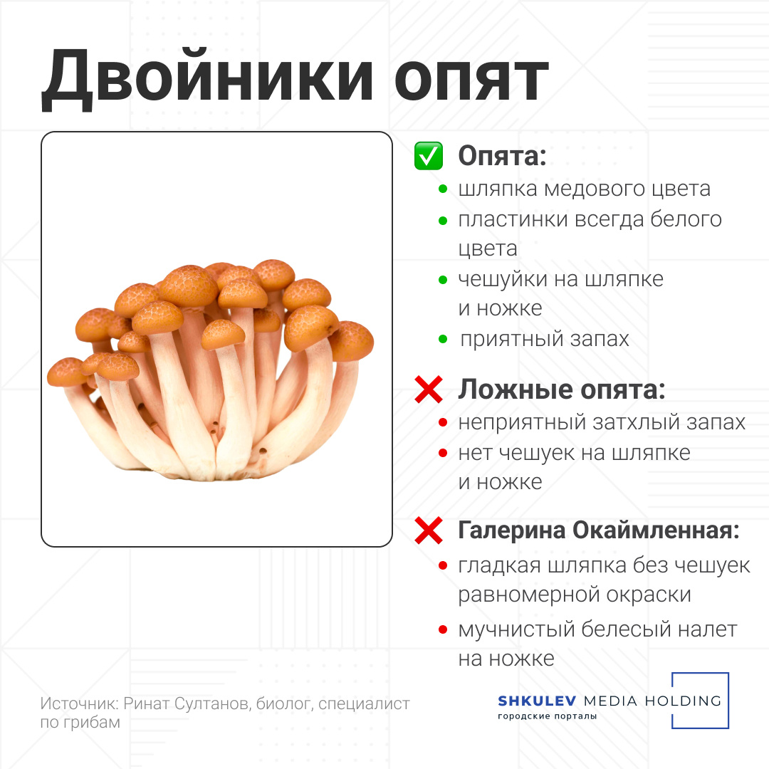 Смертельно опасны: как отличить ложные грибы-двойники от съедобных