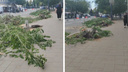 «Испечемся на солнце»: на Куйбышева спилили живые деревья