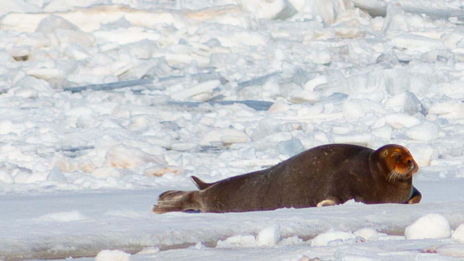 Бесплатное приключение по Северной Двине: как мы искали загорающих тюленей и что удалось снять