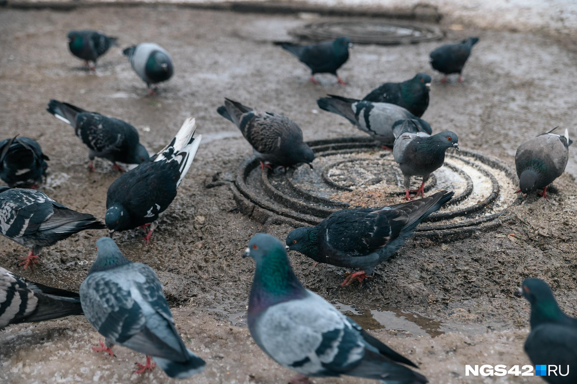 Барнаульцы жалуются на нашествие голубей. Мы узнали у орнитолога, почему их так много