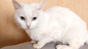 Все понимает жестами: в Новосибирске ищут дом глухому белоснежному коту Беляшику