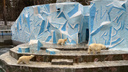 В большой семье не щелкай: в Новосибирском зоопарке белая медведица убежала с добычей сестры — видео
