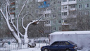 В Новосибирске ребенка сняли с дерева — 10-летний мальчик не мог спуститься сам