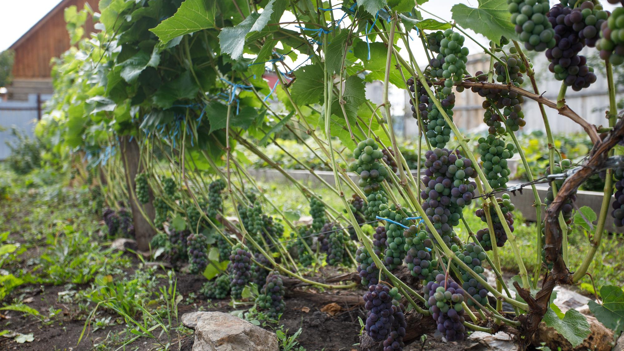Ягода для терпеливых садоводов. Инструкция, как вырастить на Урале свой виноград