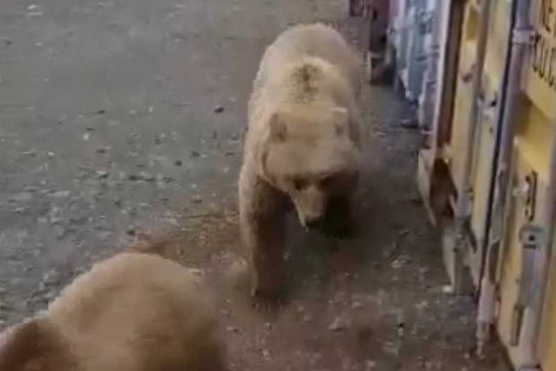 Открывай, медведь пришел! Трое косолапых нагрянули в гости к вахтовикам в Дудинке и ломились в окно — видео