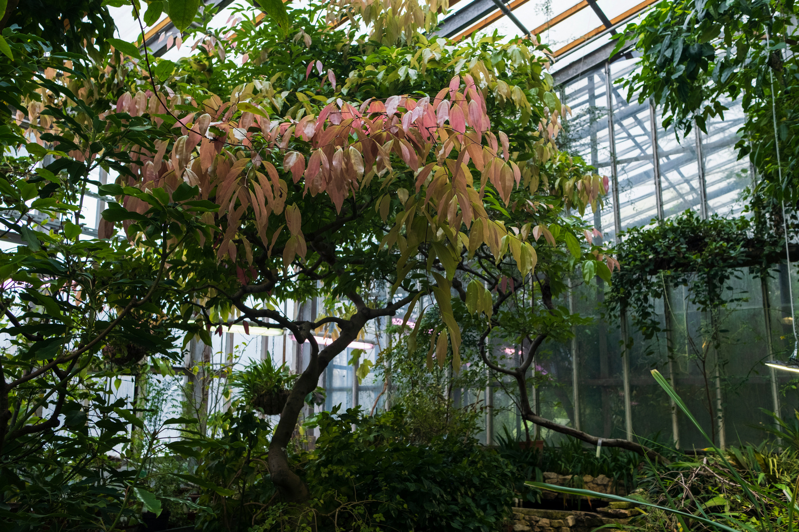 Ботанический сад продлевает часы работы в День влюбленных и зовет в субтропики