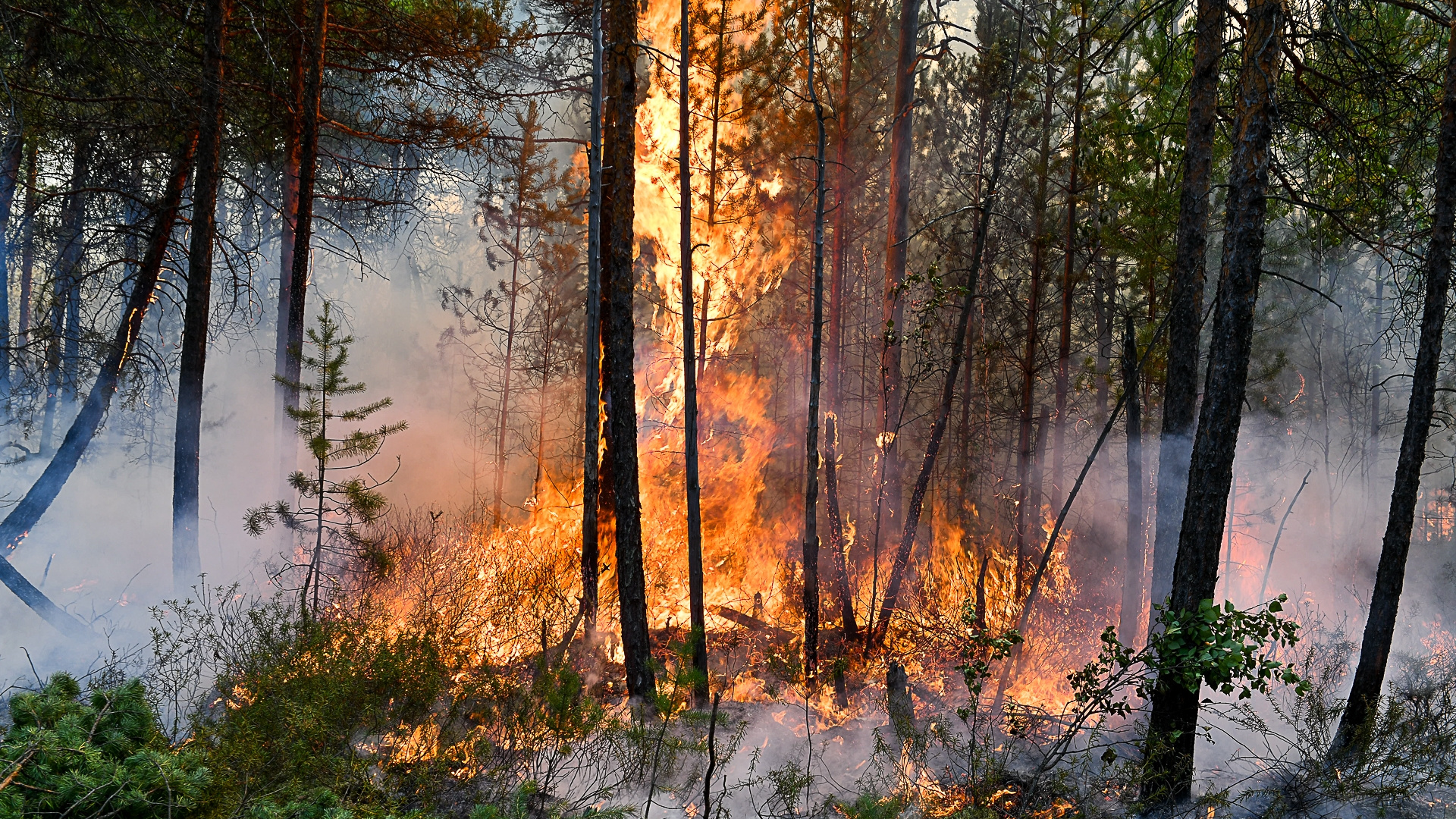 Россию уже в мае накроют лесные пожары: попадет ли Москва на карту огненной стихии