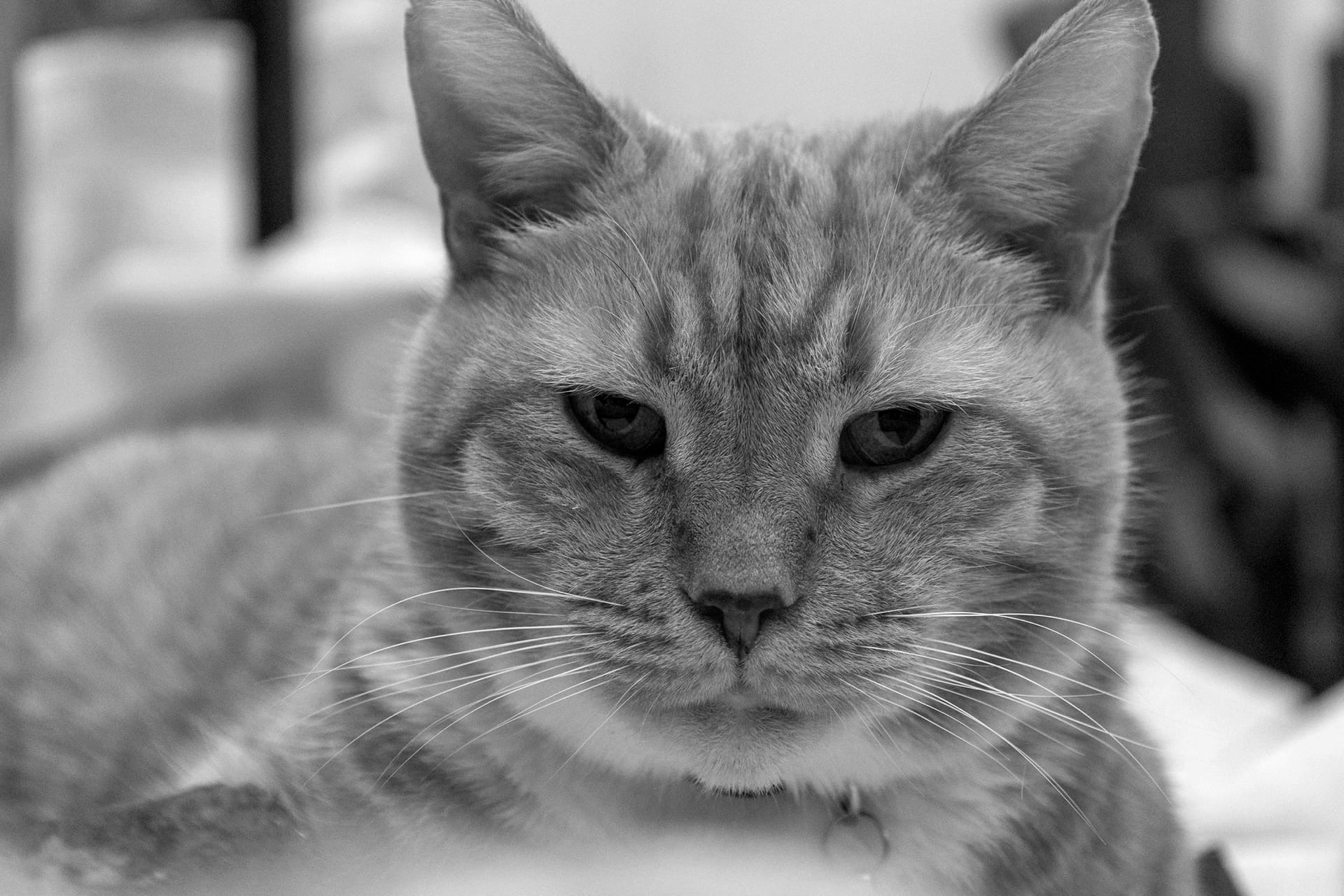 Умер один из самых известных котов Ленобласти — Сэр Филимон из Выборгского замка