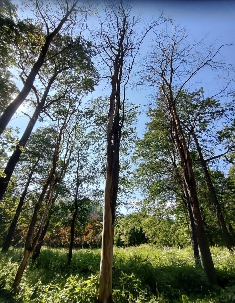 примеры сухостойных деревьев в Удельном парке