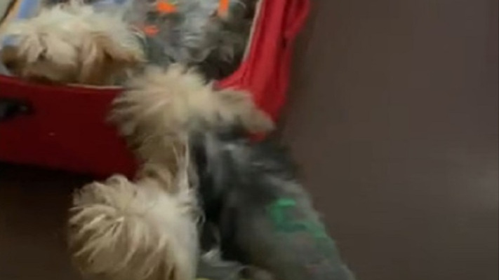 Покрасила собак акриловой краской: зоозащитники забрали у сибирячки стаю из 12 йорков — женщина требует их вернуть