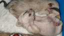 «Весили всего 30 граммов». У пары лисиц-фенеков родились двое щенков — самые милые фото