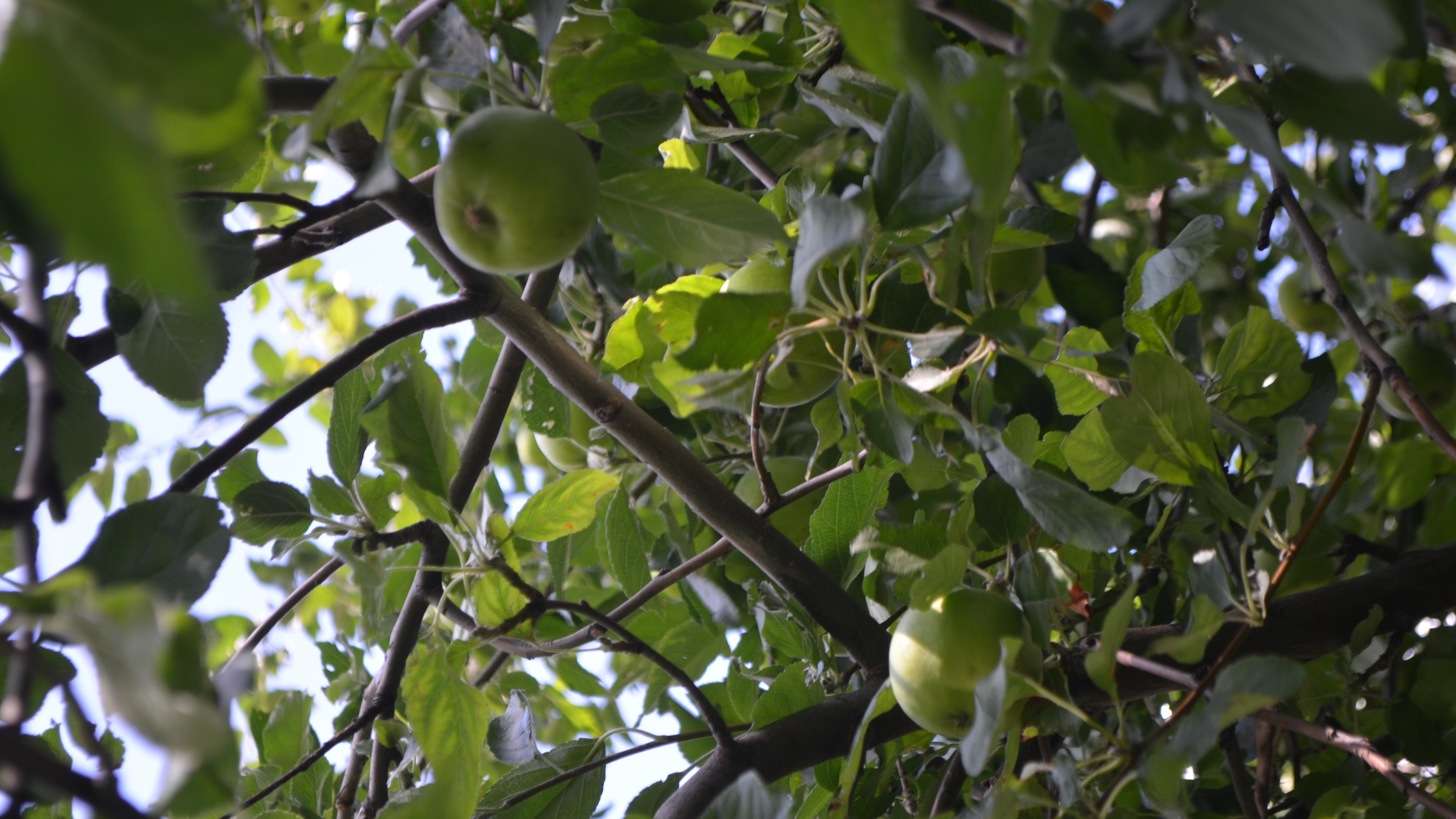 Город-сад: где в Саратове полакомиться грушами и абрикосами прямо на улице