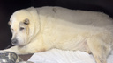 Спасти 100-килограммового Кругетса: хозяева раскормили собаку и выбросили на улицу умирать