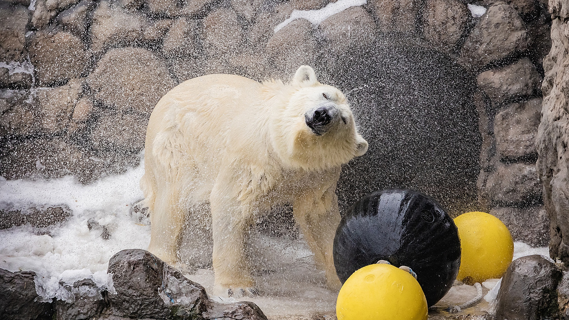 «Одним словом — счастье»: у белых медведей в «Роевом ручье» начался купальный сезон