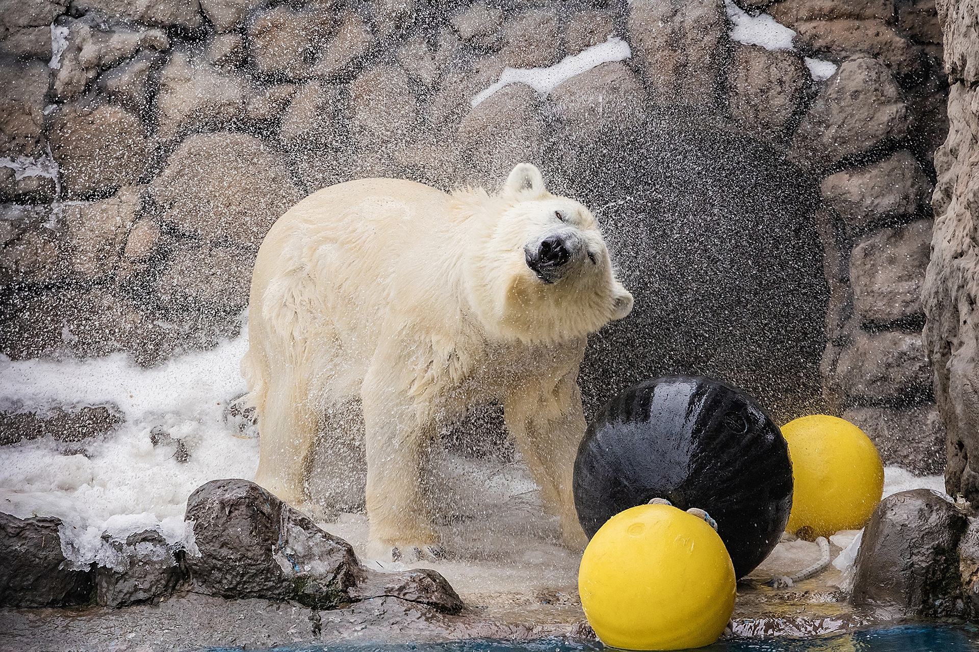 «Одним словом — счастье»: у белых медведей в «Роевом ручье» начался купальный сезон