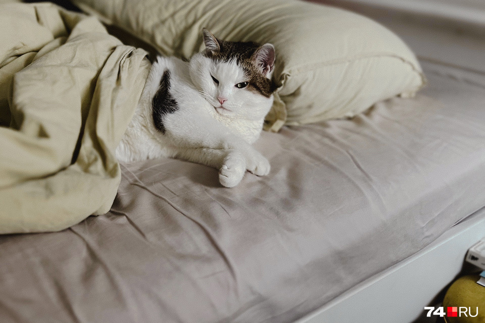 Эти условия надо соблюдать обязательно, если вы позволяете коту или собаке спать в вашей кровати