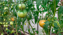 Сеем рассаду помидоров: лучшие сорта и правила выращивания вкусного и богатого урожая