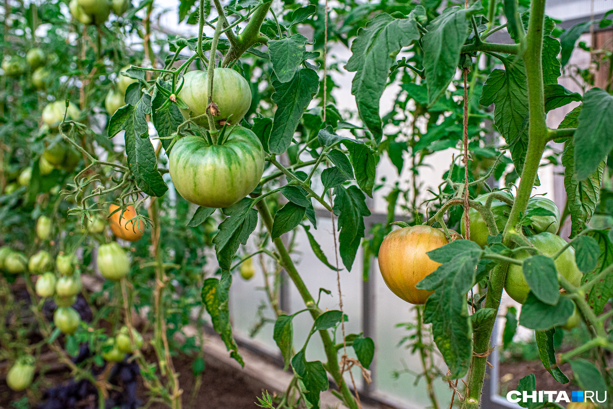 Рассаду помидоров можно держать на подоконнике