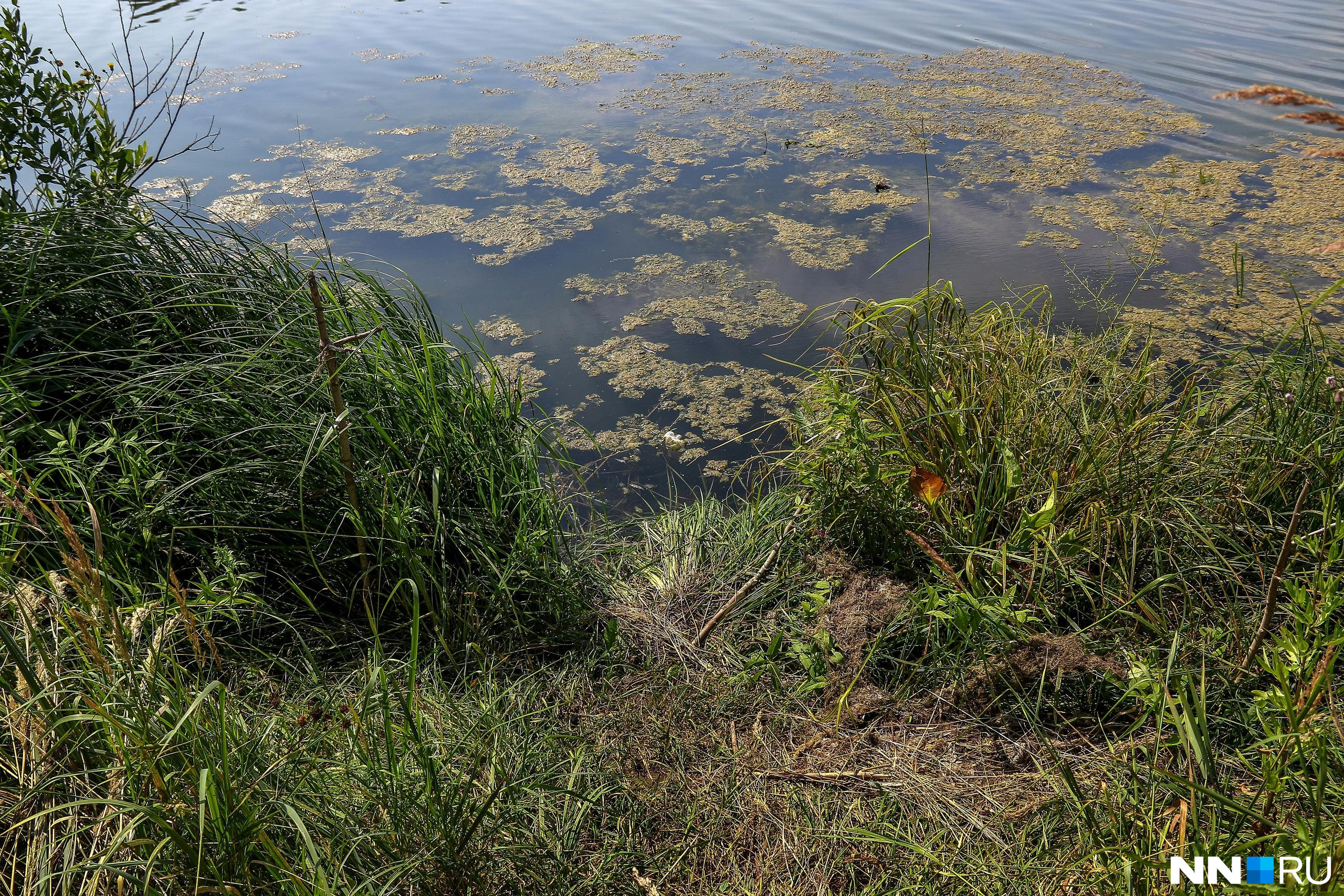 На озере Сортировочном в Канавинском районе пропал 16-летний подросток