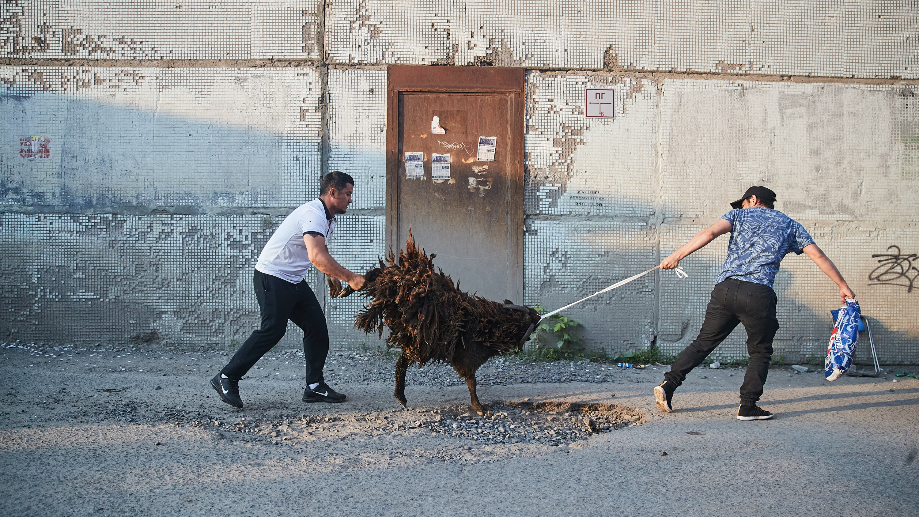 350 рублей за килограмм: как в Новосибирске разбирали баранов для празднования Курбан-байрама — фото