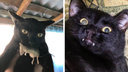 Люцифер и настоящие чертята. Читатели НГС показали своих черных котов в пятницу, <nobr class="_">13-го</nobr>