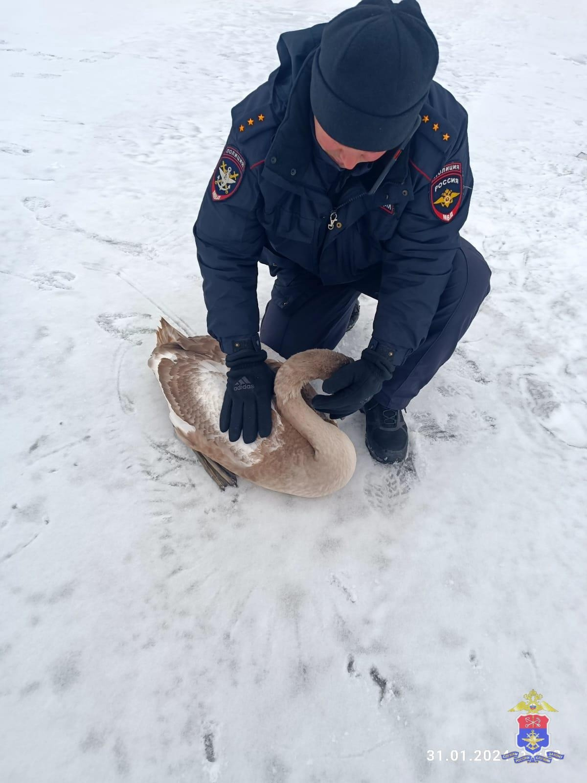 Транспортные полицейские спасли замерзающего лебедя в Петербурге
