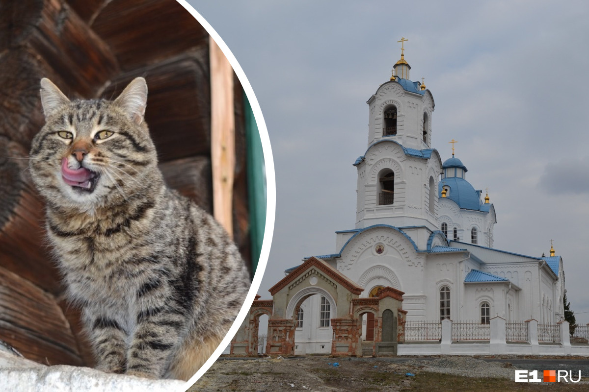 «Коты отрываются за монахинь во всём». Рассказ екатеринбурженки, которая на день поселилась в монастыре