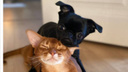 Кот думает, что он главный: как собаки и кошки уживаются вместе у читателей НГС — 18 фото в обнимку