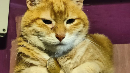 Счастливый конец! Пропавший кот-звезда из бара в центре Владивостока нашелся