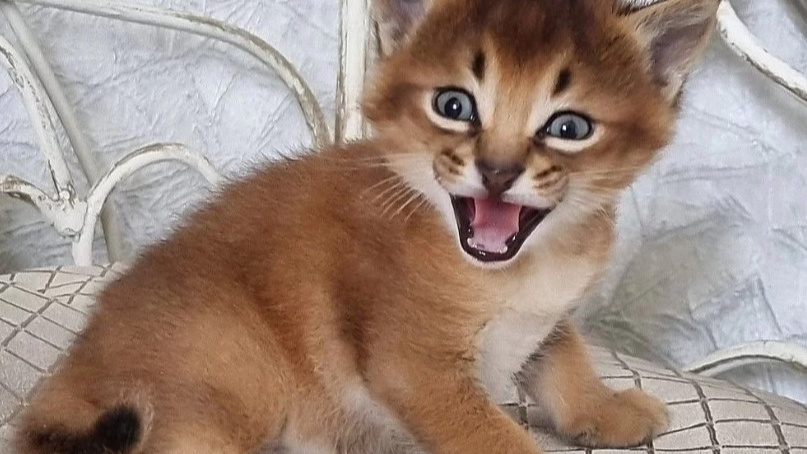 «Большие кисточки на ушах»: в Новосибирске продают шикарного котенка за 700 тысяч