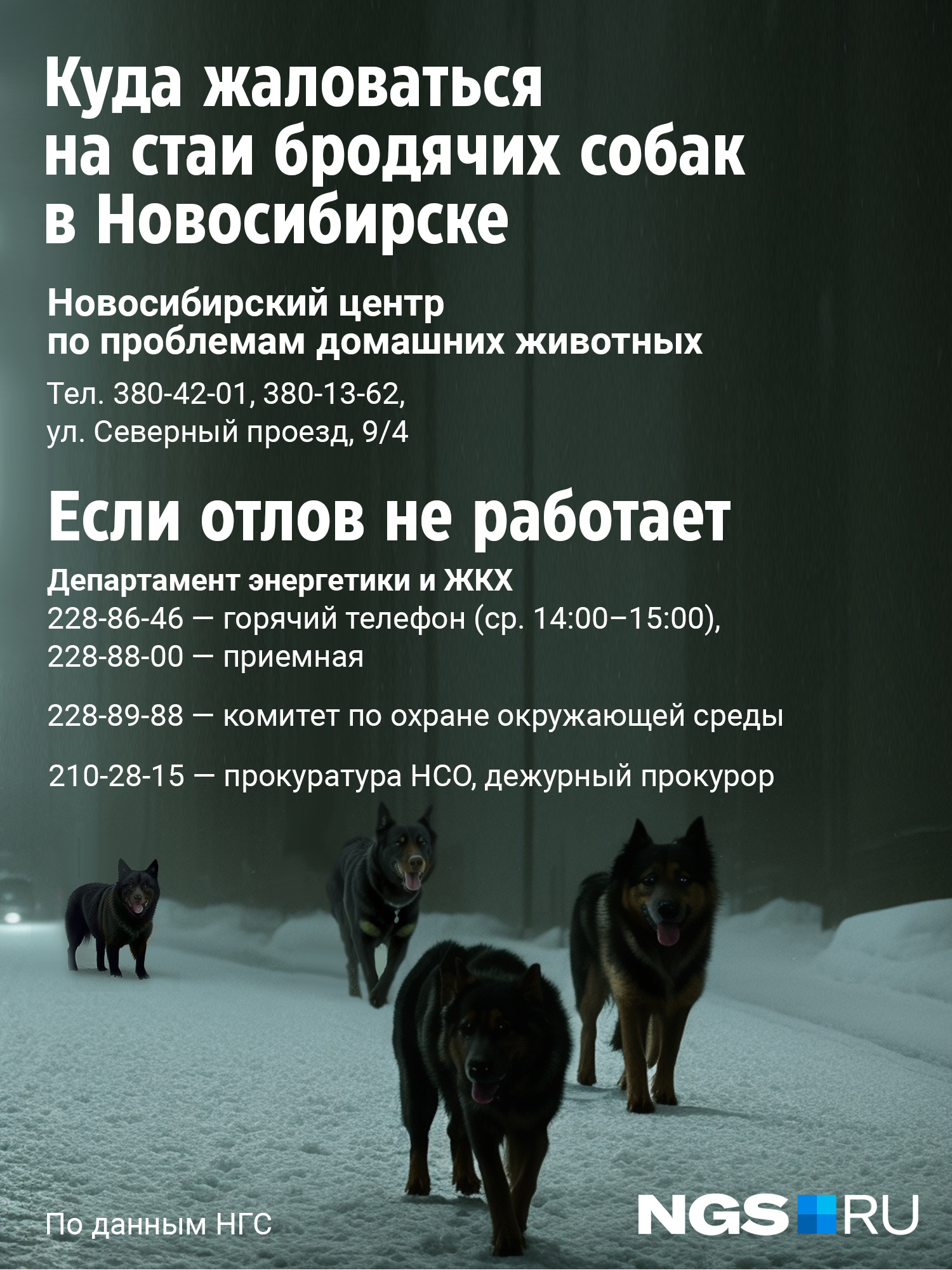 Куда пожаловаться на стаю бродячих собак в Новосибирске: что делать, если  агрессивные псы во дворе, телефон отлова - 28 февраля 2023 - НГС.ру