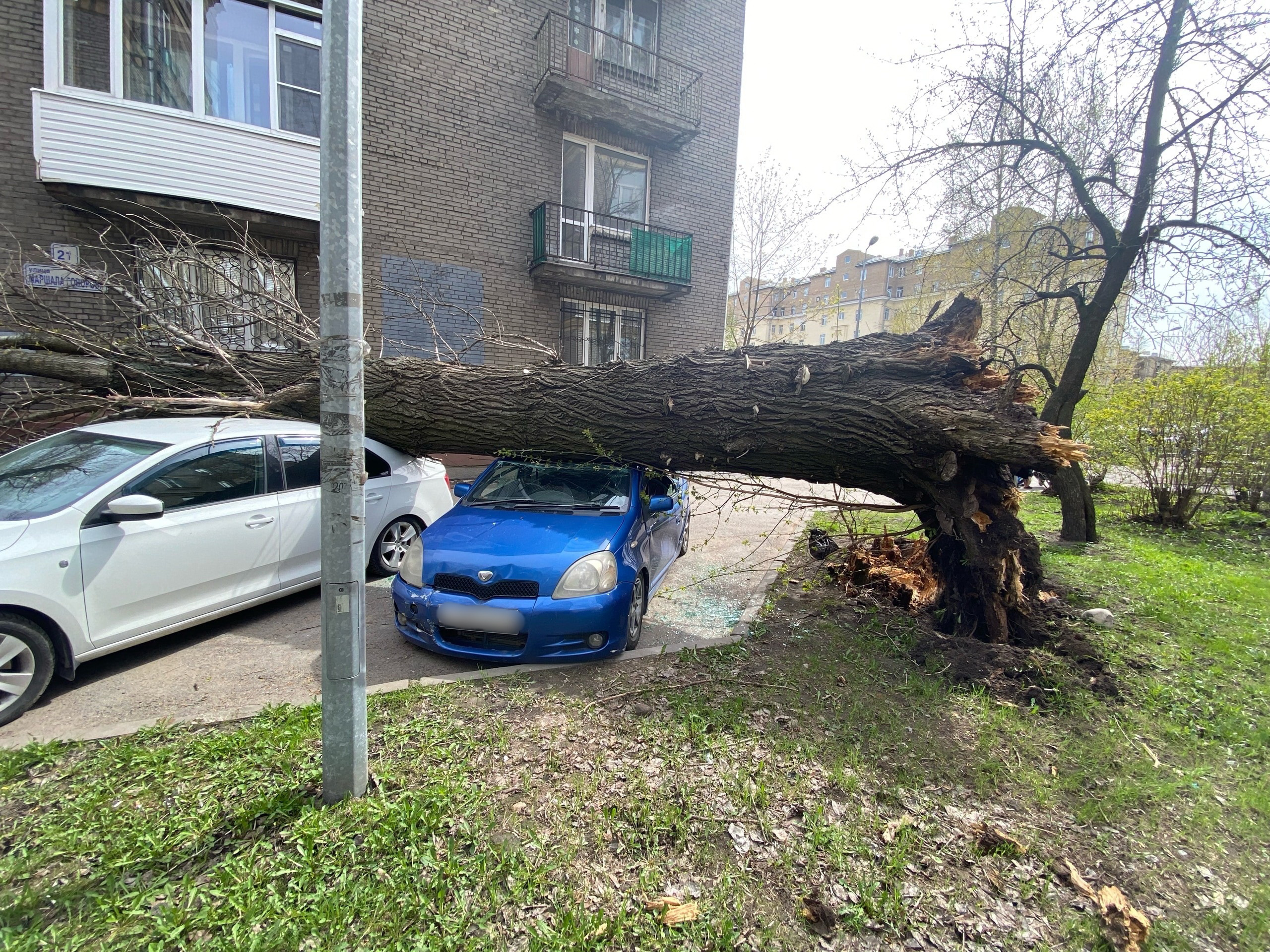 Падение деревьев и дорожных конструкций. Ветер в Петербурге разгулялся до  16 метров в секунду | 02.05.2023 | Санкт-Петербург - БезФормата