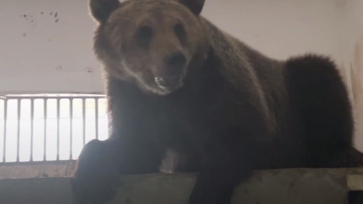 «Существование других медведей стало неожиданностью»: саратовская медведица Маша осваивается в Белгороде. Видео