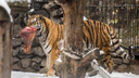 Последствия зверского нападения попали на видео — на этот раз тигр убил не ради еды