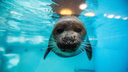 Спасенных тюленят вылечили в ребцентре в Приморье: они машут ластами на камеру — видео