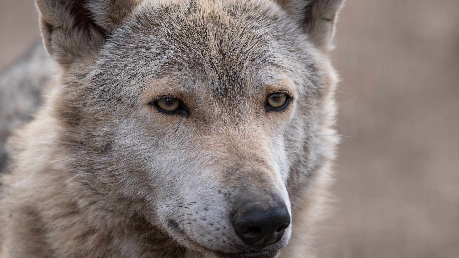 «Не столько съедают, сколько убивают»: в Ярославской области рассказали о нападении волка на человека