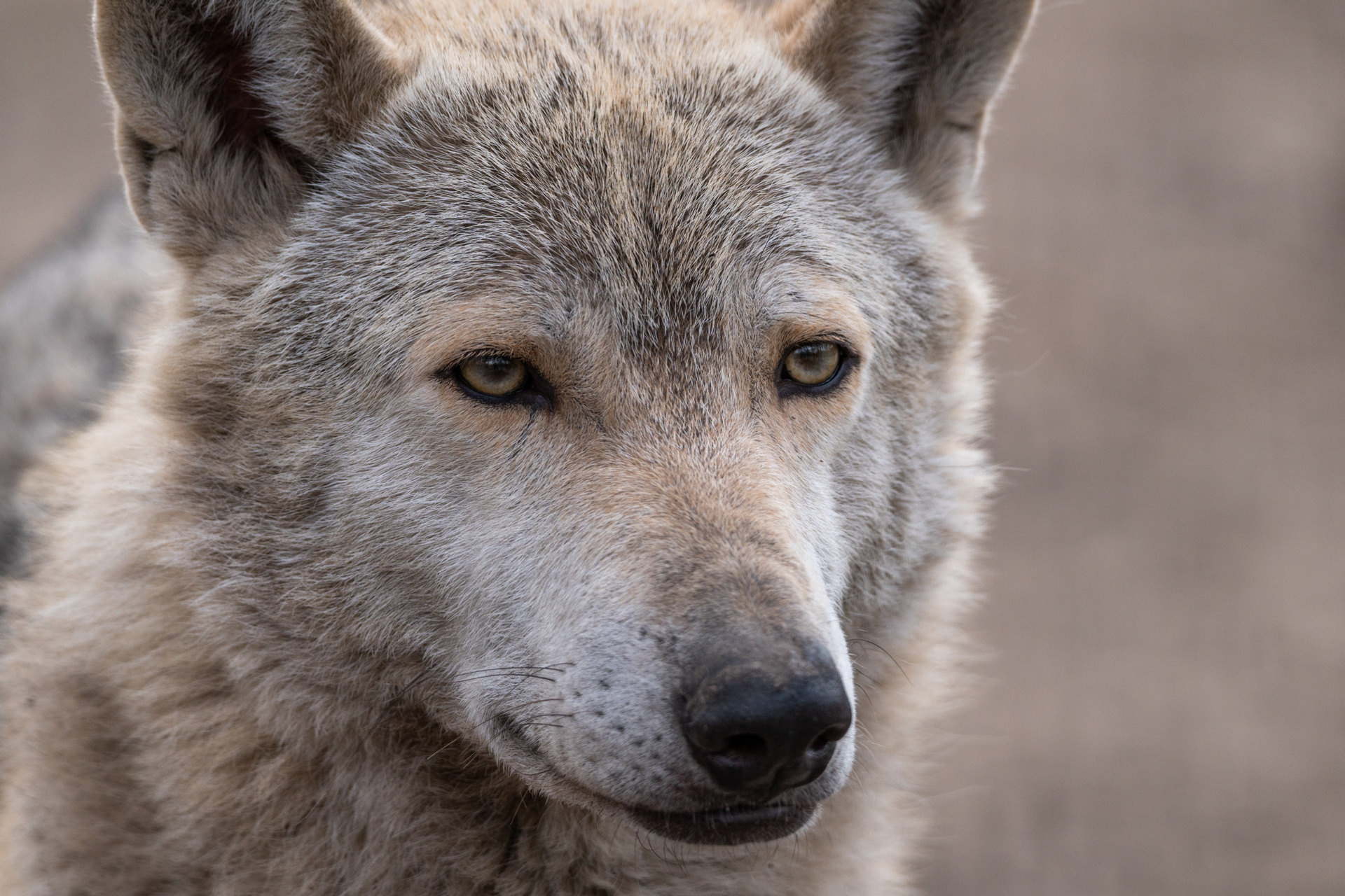 Юар 50 центов 1974. 50 центов евро в рублях. 50 центов сколько килограммы. Юар 50 центов 1962. 50 центов сколько килограммы.