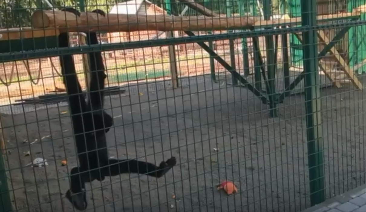 Скачет по бревнам и перебирает лапками: смотрите как шаловливый гиббон резвится в барнаульском зоопарке