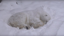 Белый медведь Кай, поджав лапы, уснул прямо в сугробе — милое видео из Новосибирского зоопарка
