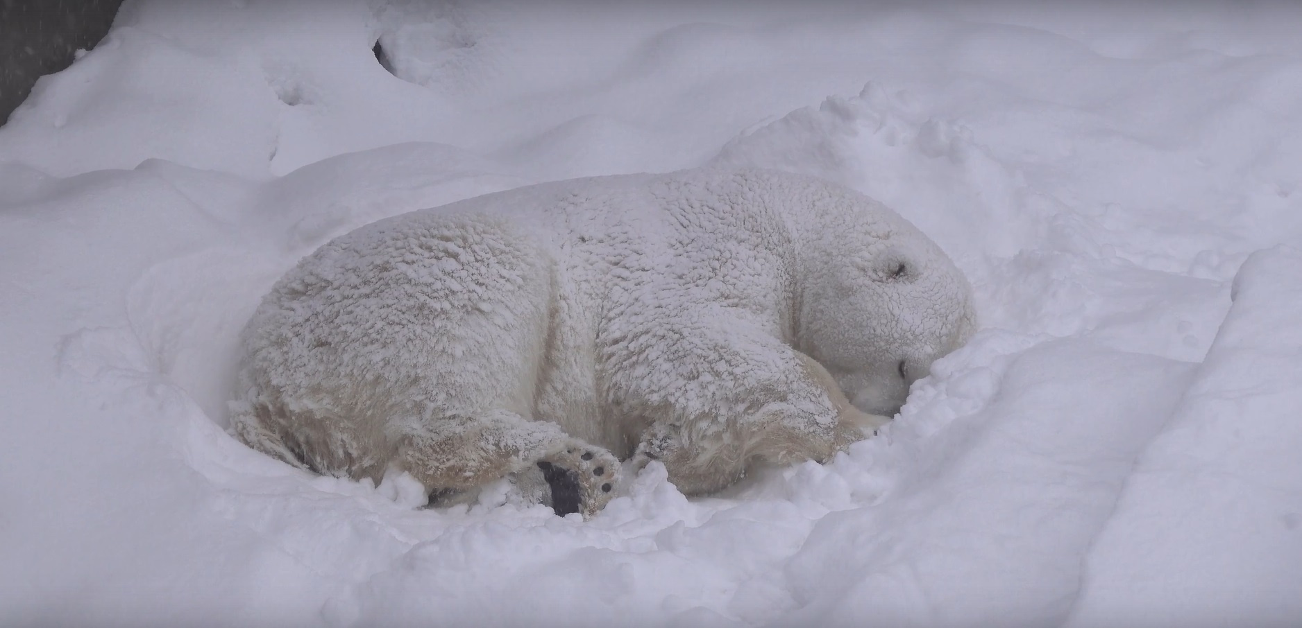 Белый медведь Кай, поджав лапы, уснул прямо в сугробе — милое видео из Новосибирского зоопарка